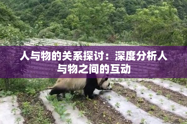 人与物的关系探讨：深度分析人与物之间的互动