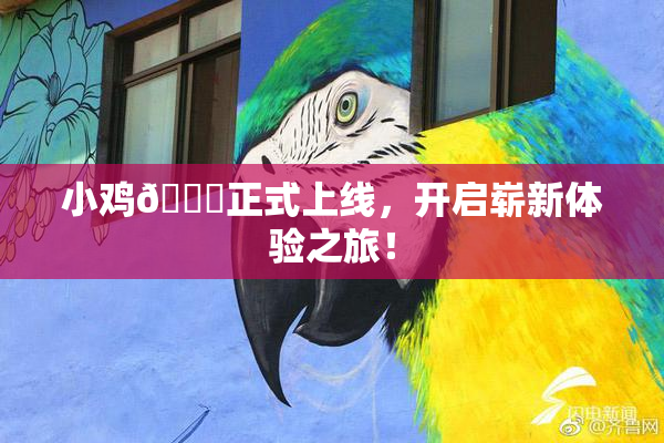 小鸡🐔正式上线，开启崭新体验之旅！