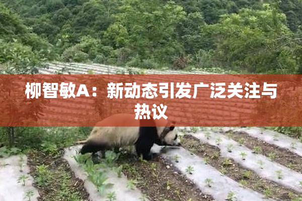 柳智敏A：新动态引发广泛关注与热议