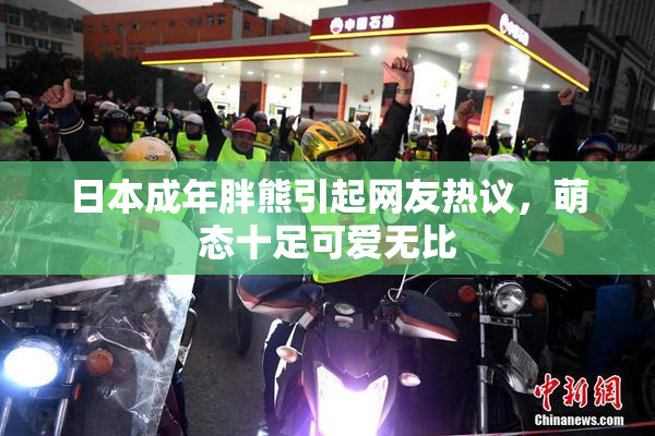 日本成年胖熊引起网友热议，萌态十足可爱无比