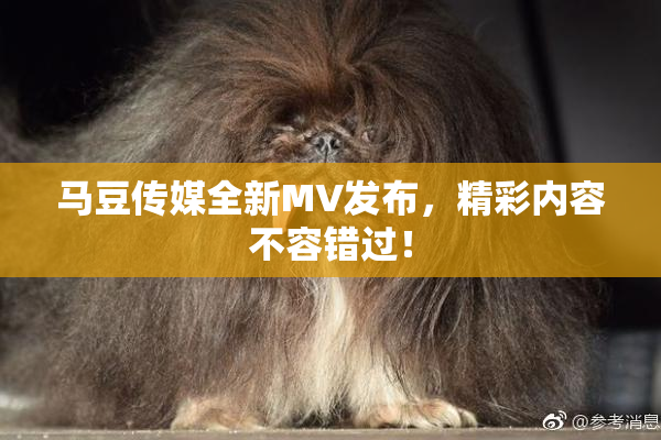 马豆传媒全新MV发布，精彩内容不容错过！