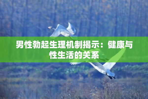 男性勃起生理机制揭示：健康与性生活的关系