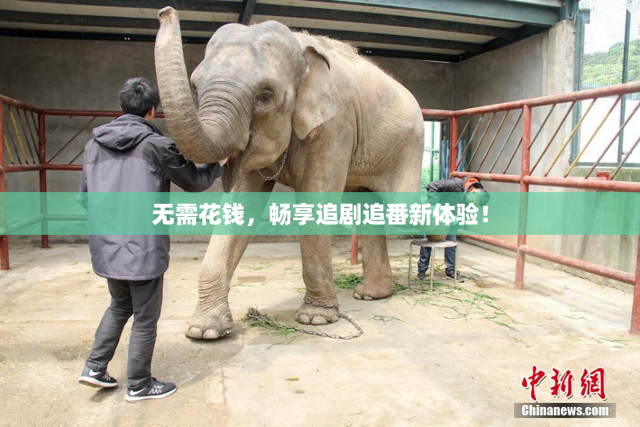无需花钱，畅享追剧追番新体验！