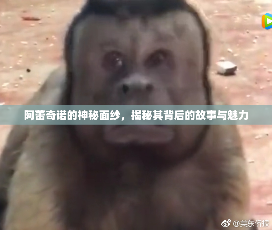 阿蕾奇诺的神秘面纱，揭秘其背后的故事与魅力