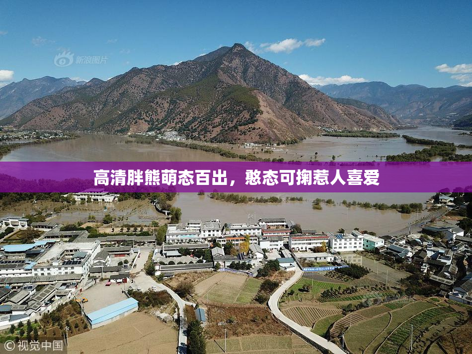 高清胖熊萌态百出，憨态可掬惹人喜爱