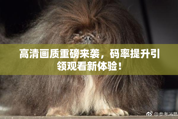 高清画质重磅来袭，码率提升引领观看新体验！
