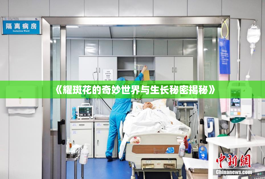 《耀斑花的奇妙世界与生长秘密揭秘》