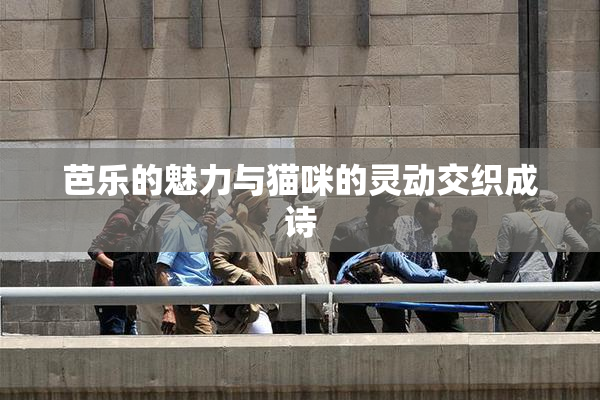 芭乐的魅力与猫咪的灵动交织成诗