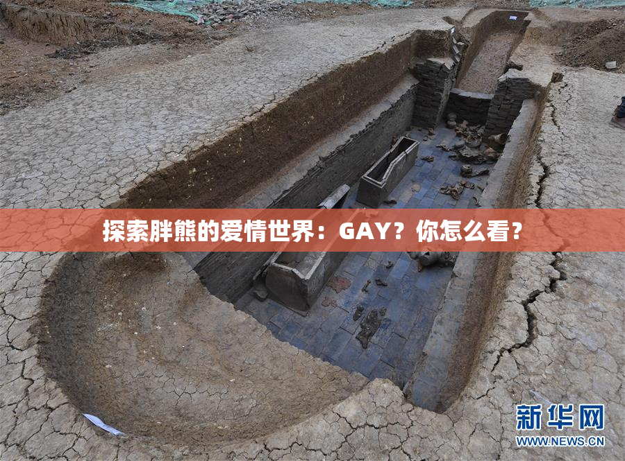 探索胖熊的爱情世界：GAY？你怎么看？
