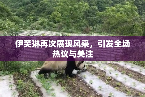伊芙琳再次展现风采，引发全场热议与关注