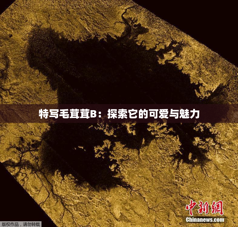 特写毛茸茸B：探索它的可爱与魅力