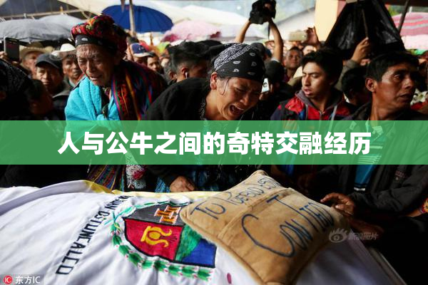 人与公牛之间的奇特交融经历