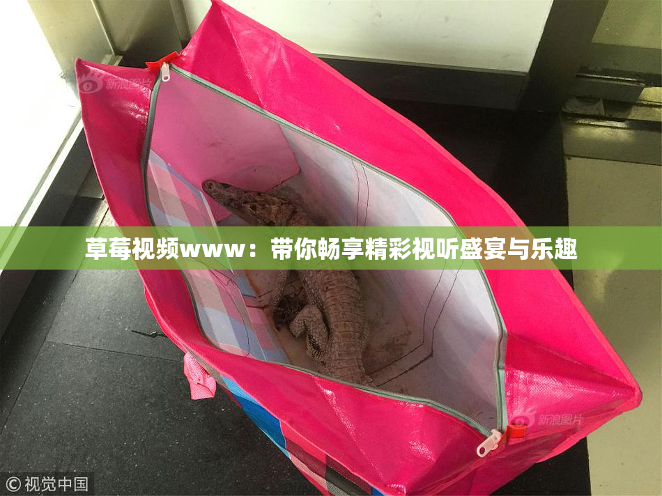 草莓视频www：带你畅享精彩视听盛宴与乐趣