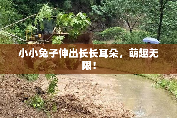 小小兔子伸出长长耳朵，萌趣无限！