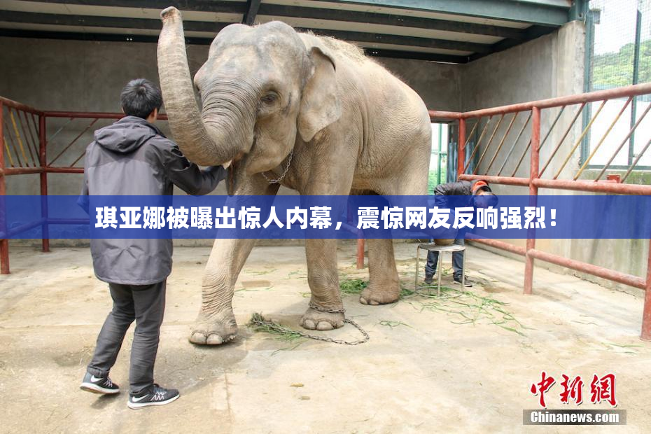 琪亚娜被曝出惊人内幕，震惊网友反响强烈！