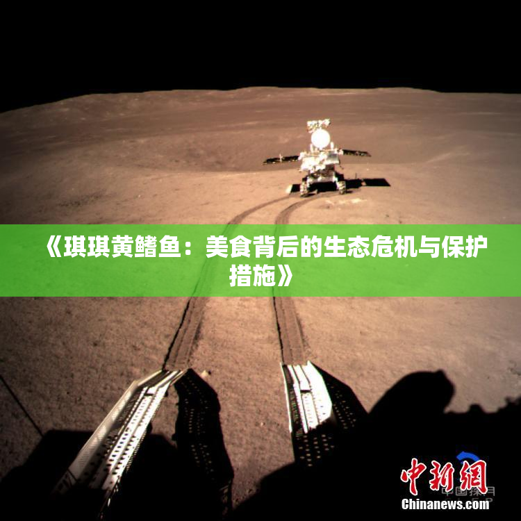 《琪琪黄鳍鱼：美食背后的生态危机与保护措施》