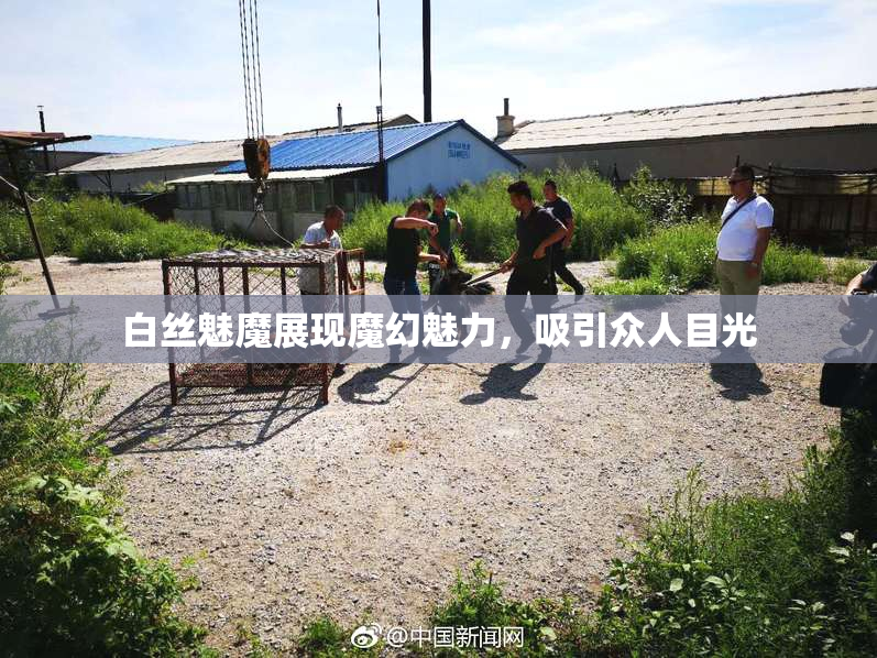 白丝魅魔展现魔幻魅力，吸引众人目光