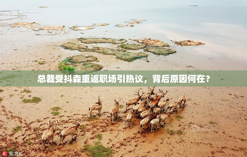 总裁受抖森重返职场引热议，背后原因何在？