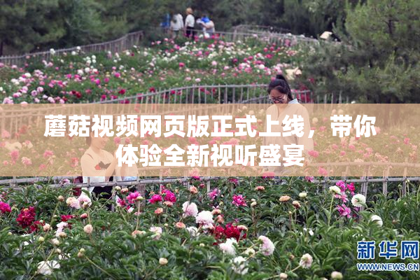 蘑菇视频网页版正式上线，带你体验全新视听盛宴