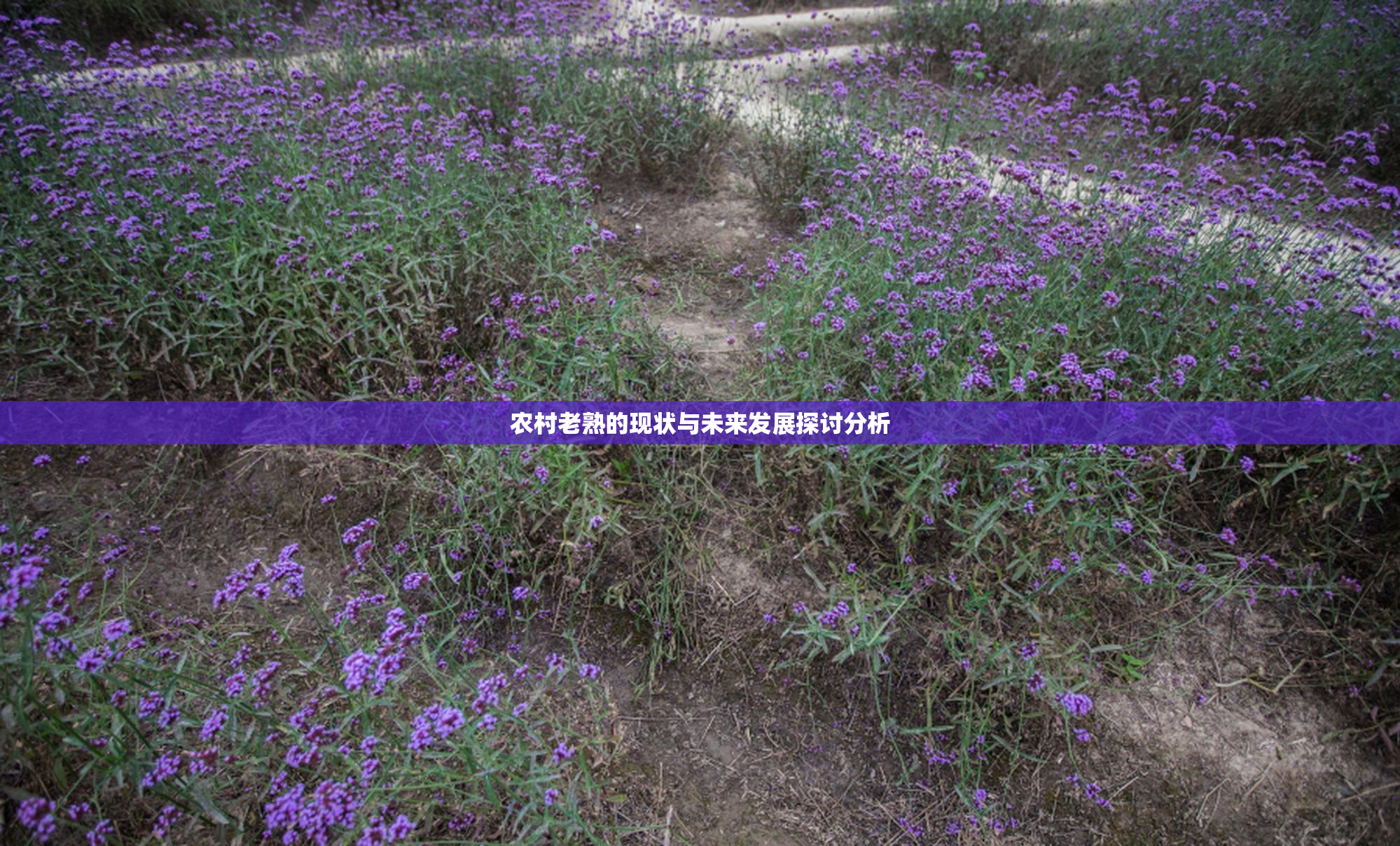 农村老熟的现状与未来发展探讨分析