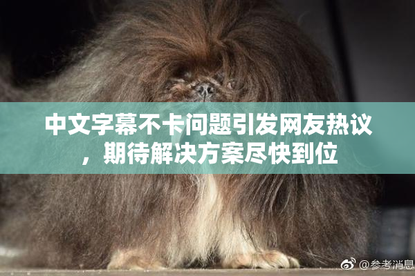 中文字幕不卡问题引发网友热议，期待解决方案尽快到位