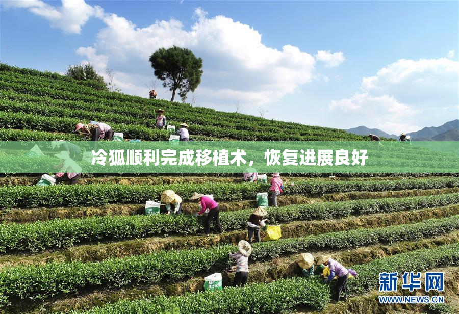 冷狐顺利完成移植术，恢复进展良好