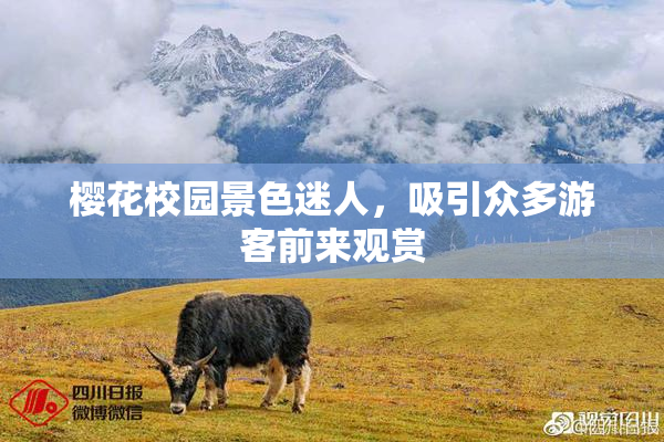 樱花校园景色迷人，吸引众多游客前来观赏
