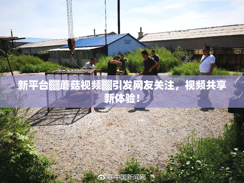 新平台▓蘑菇视频▓引发网友关注，视频共享新体验！