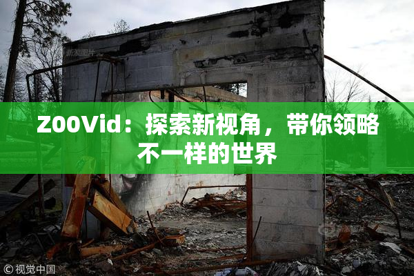 Z00Vid：探索新视角，带你领略不一样的世界