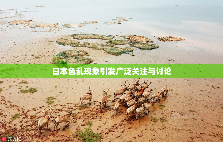 日本色乱现象引发广泛关注与讨论