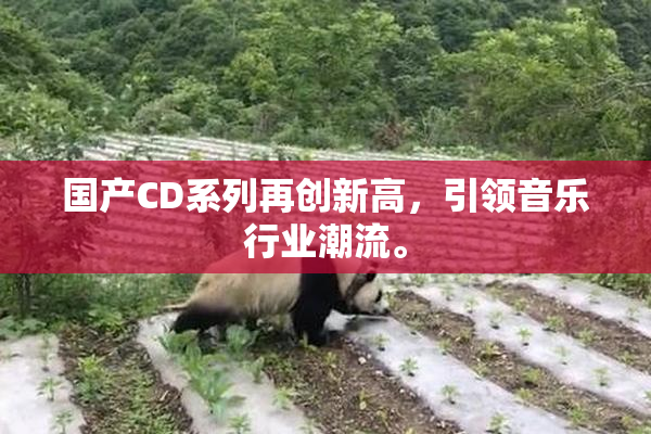 国产CD系列再创新高，引领音乐行业潮流。