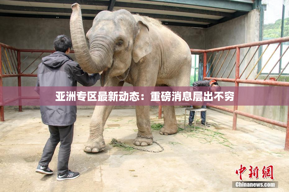 亚洲专区最新动态：重磅消息层出不穷