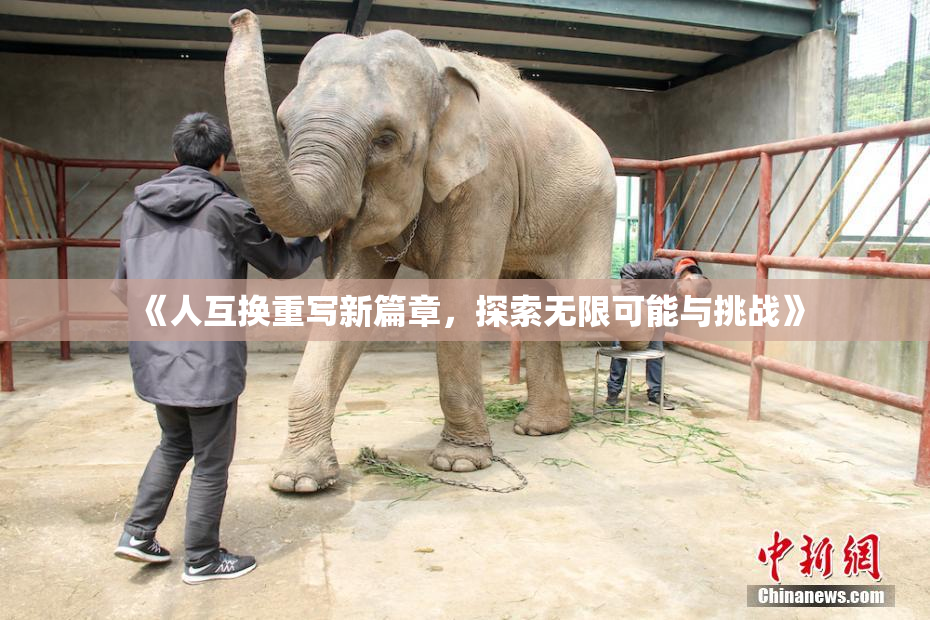 《人互换重写新篇章，探索无限可能与挑战》