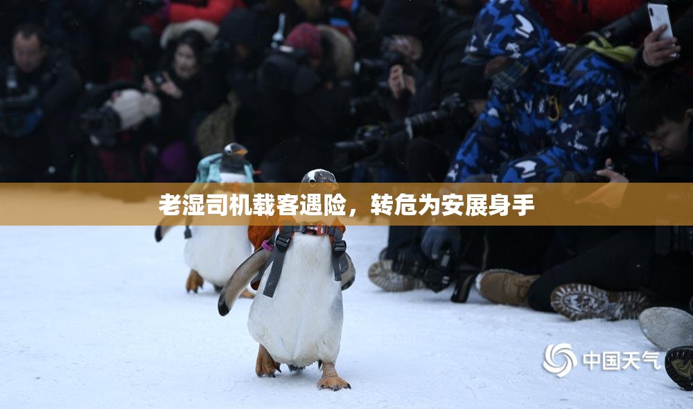 老湿司机载客遇险，转危为安展身手