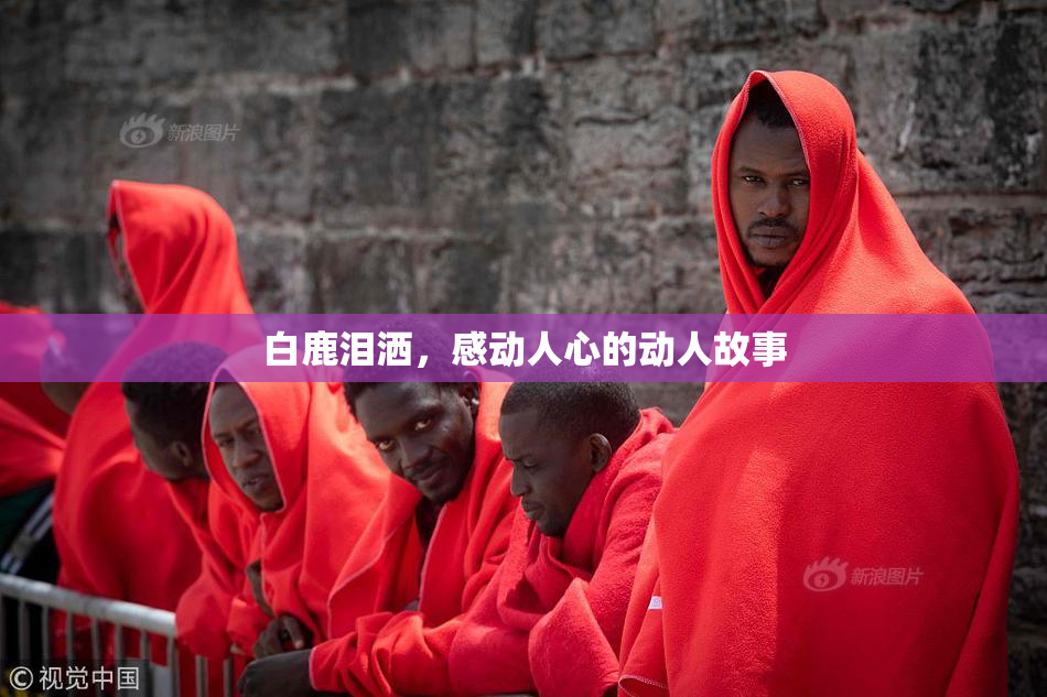 白鹿泪洒，感动人心的动人故事