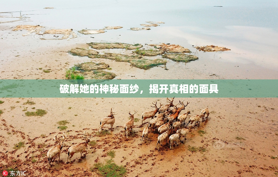 破解她的神秘面纱，揭开真相的面具