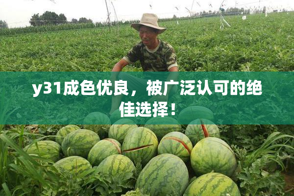 y31成色优良，被广泛认可的绝佳选择！