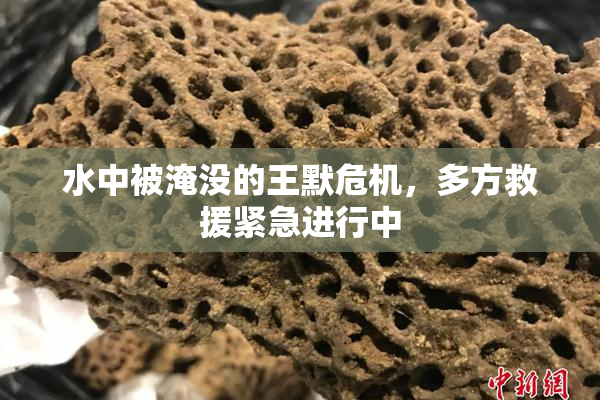 水中被淹没的王默危机，多方救援紧急进行中