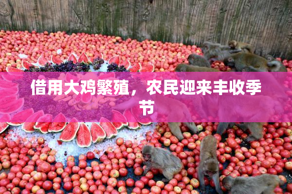 借用大鸡繁殖，农民迎来丰收季节