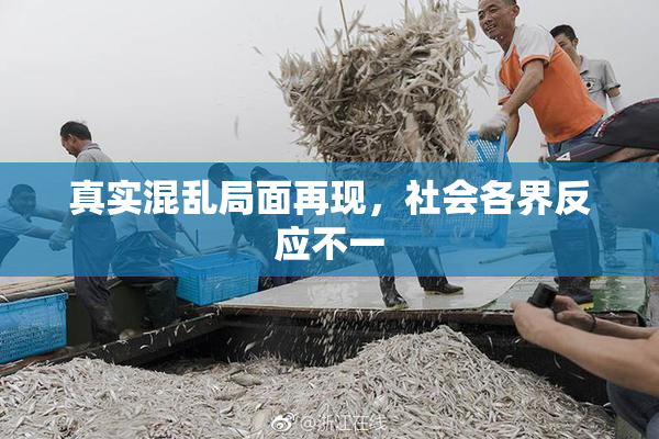 真实混乱局面再现，社会各界反应不一