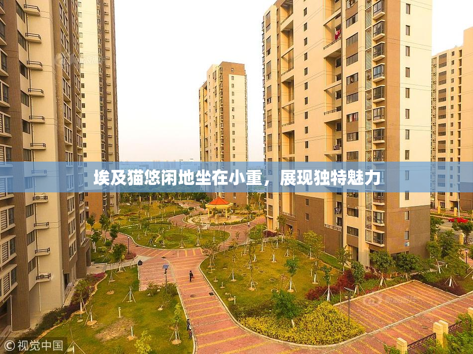 埃及猫悠闲地坐在小重，展现独特魅力