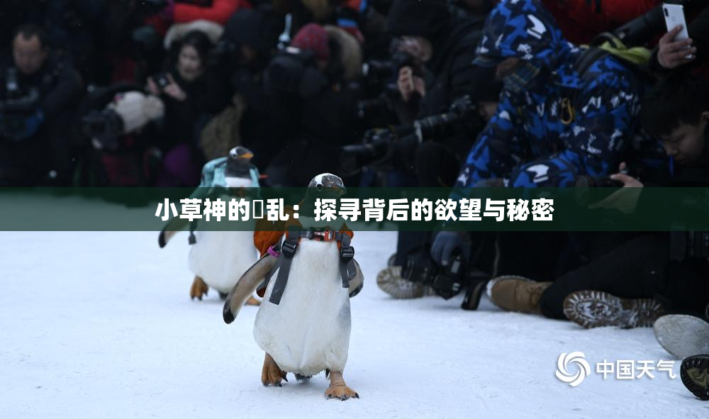 小草神的婬乱：探寻背后的欲望与秘密