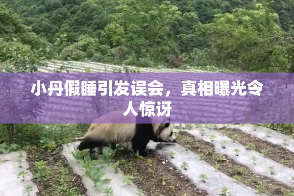 小丹假睡引发误会，真相曝光令人惊讶
