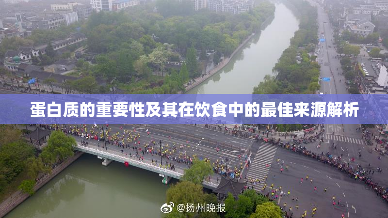 蛋白质的重要性及其在饮食中的最佳来源解析