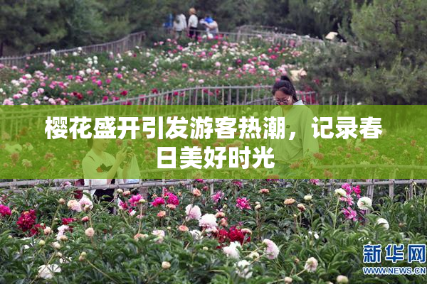 樱花盛开引发游客热潮，记录春日美好时光