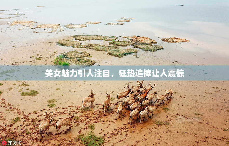 美女魅力引人注目，狂热追捧让人震惊