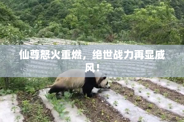 仙尊怒火重燃，绝世战力再显威风！