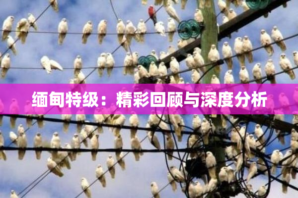 缅甸特级：精彩回顾与深度分析