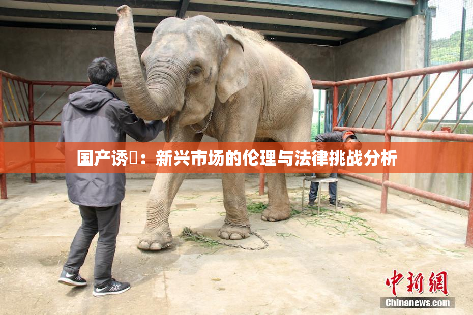 国产诱奷：新兴市场的伦理与法律挑战分析