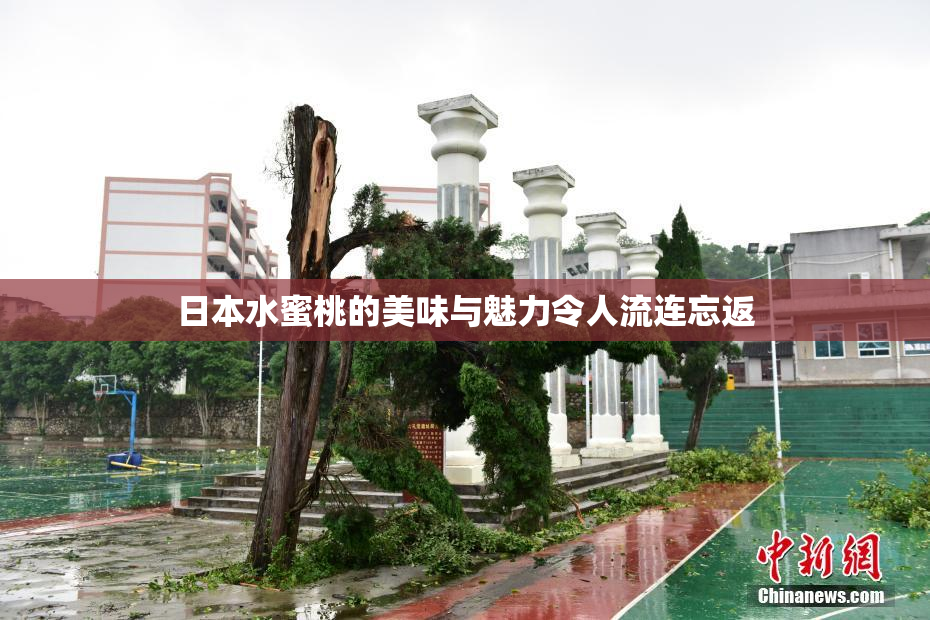 日本水蜜桃的美味与魅力令人流连忘返